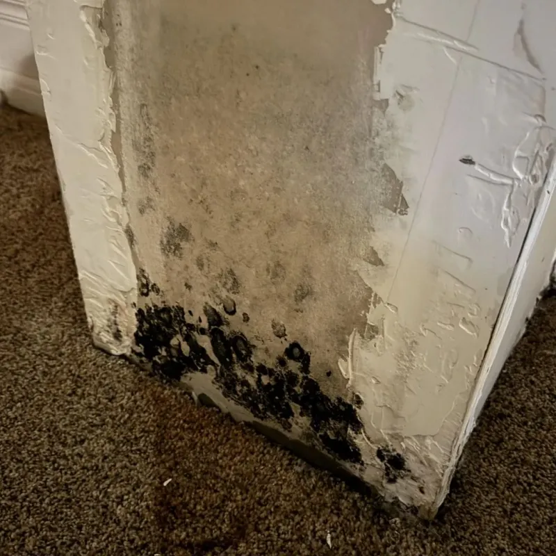 Professional Mold Removal in Coweta County, GA